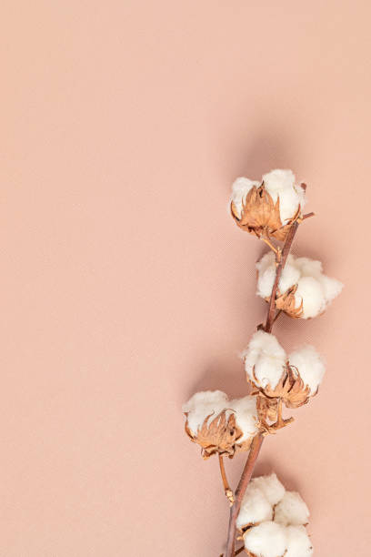 istock Cotton branch on pink background. Top view, copy space for text. Delicate botanical style background 1250311062