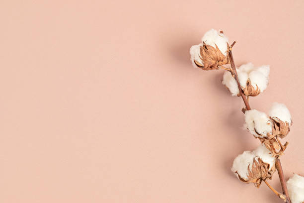 istock Cotton branch on pink background. Top view, copy space for text. Delicate botanical style background 1250311136