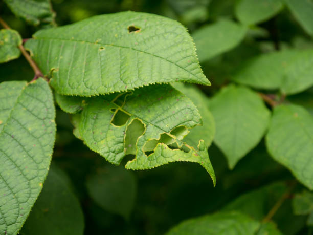 istock Diseased green leaf of tree 1250311248