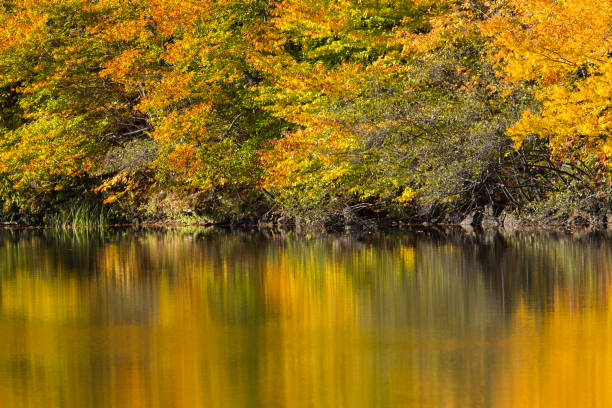 istock Mont-Saint-Bruno National Park in fall 1250311336