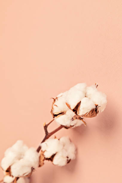 istock Cotton branch on pink background. Top view, copy space for text. Delicate botanical style background 1250311347