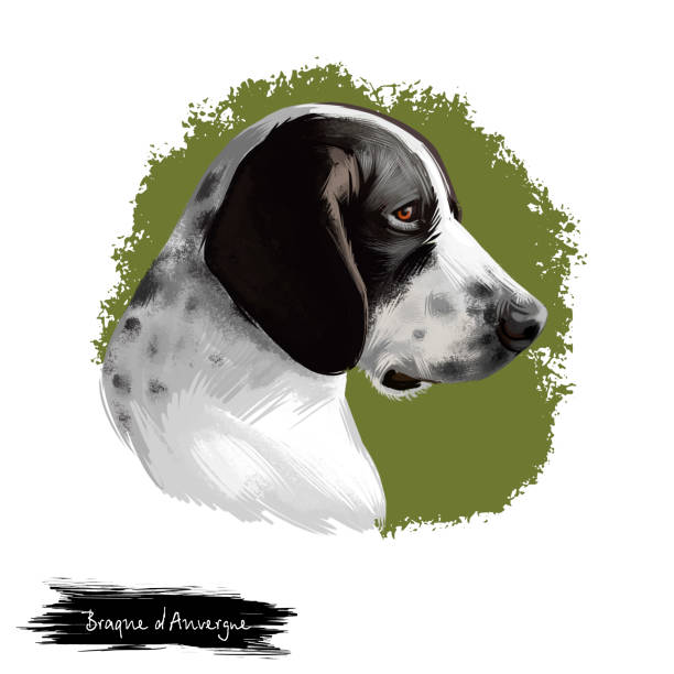 istock Braque d'Auvergne dog breed isolated on white background digital art illustration. Type of hunting dog profile view, short, glossy coat is white with mottling of black, hand drawn domestic puppy pet. 1250311481