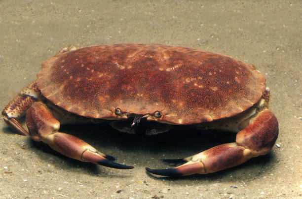 istock EDIBLE CRAB cancer pagurus 1250311492