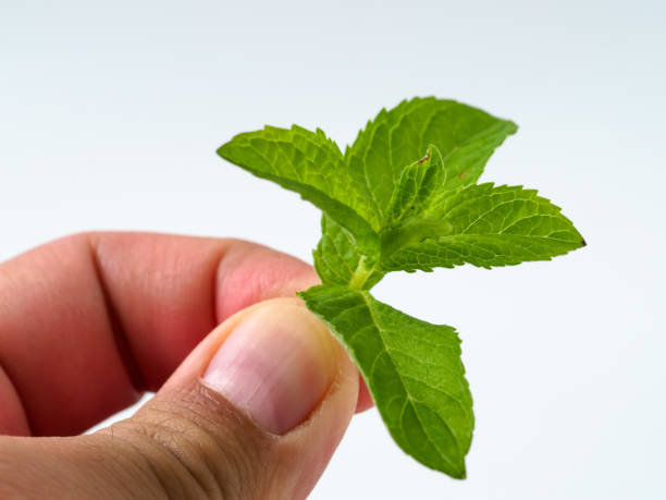 istock Man holds leaf of mint on white background. 1250312108