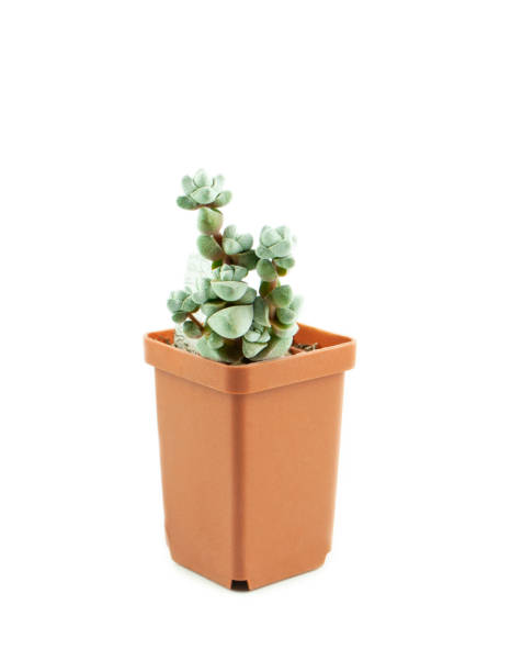 istock Juicy crassula decepto in a pot on a white background, isolate. Stylish and simple plants for a modern desk. Succulent African plant. 1250312116