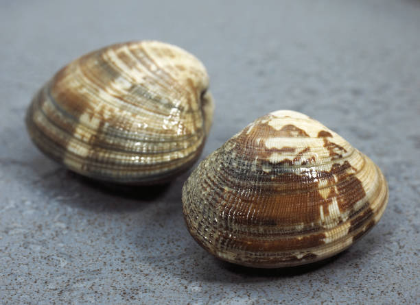 istock CLAMS venerupis sp AGAINST GREY BACKGROUND 1250312323