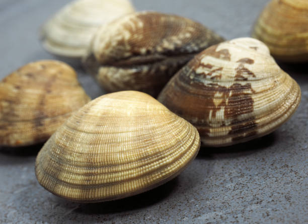 istock CLAMS venerupis sp AGAINST GREY BACKGROUND 1250312324