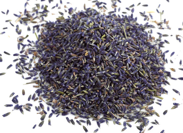 istock LAVENDER avandula sp, AROMATIC PLANT 1250312507