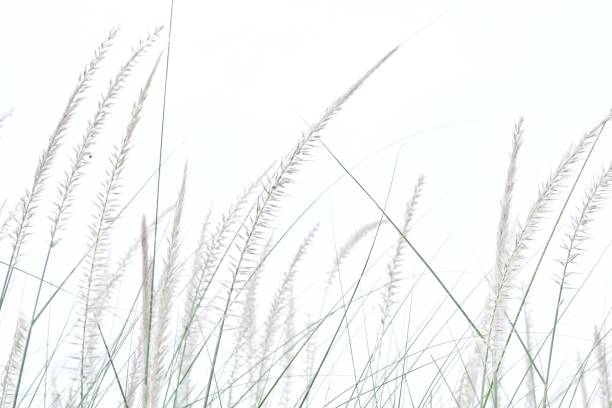 istock Blurred wild grass flower blossom in a garden on white background 1250312586