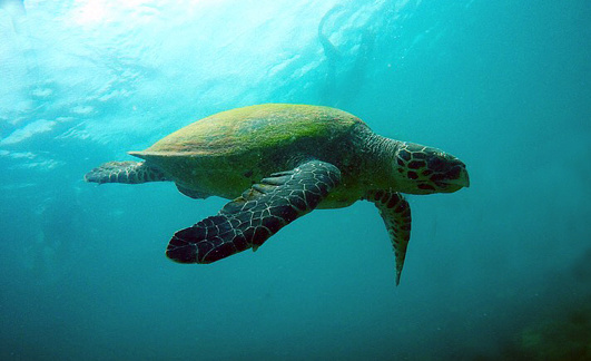 A critically endangered hawksbill sea turtle swimming in the open ocean