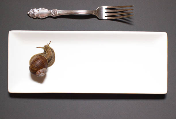 istock Garden snail Helix aspersa Snails top view on a white porcelain rectangular plate with a silver engraved fork on a dark background. The concept of utensils for snails. 1250312787