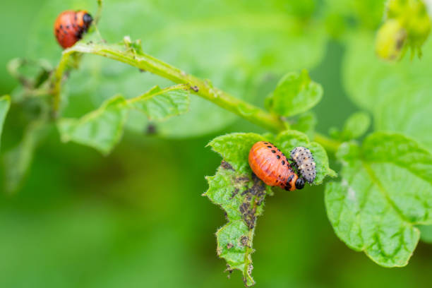 istock Potato beetle larvae - Leptinotarsa decemlineata and ladybug - Coccinellidae 1250313133