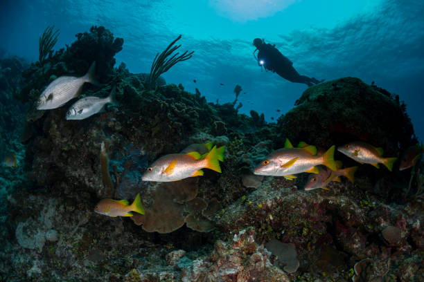 istock Marine life and diver 1250313940