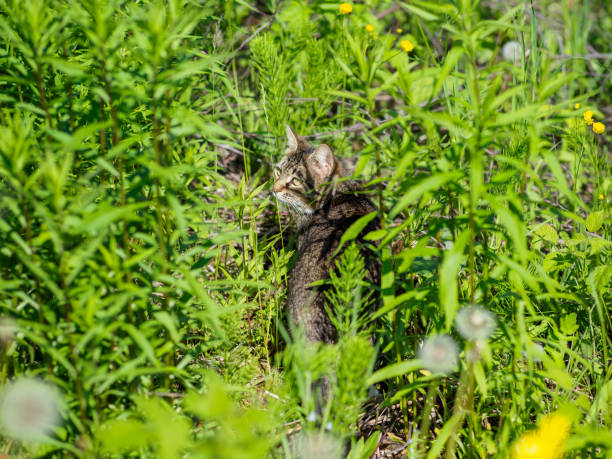 istock Domestic cat in the grass on the field. 1250314006