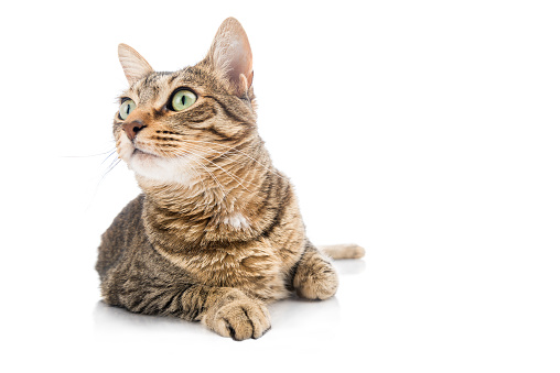 Funny tabby cat on the prowl on white background.