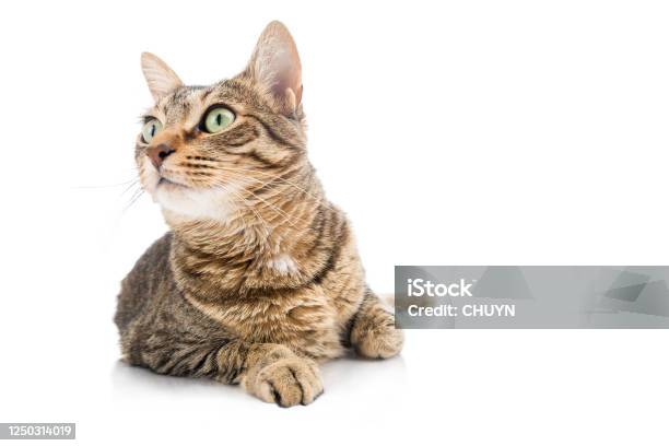 Natural Hunter Stock Photo - Download Image Now - Domestic Cat, White Background, Happiness
