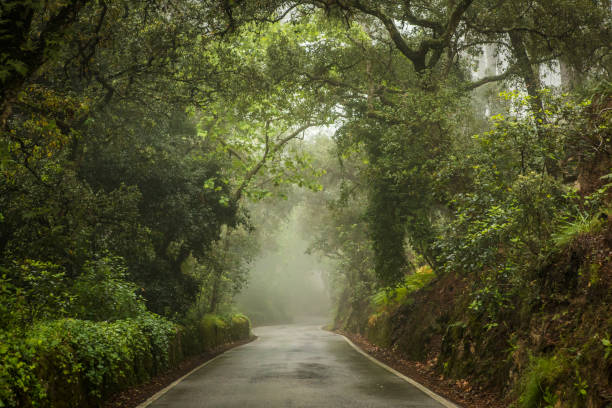 jour de mauvaise humeur dans la forêt. - fog road spooky mist photos et images de collection