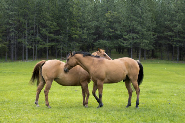 Two horses groom each other in the field near Coeur d'Alene, Idaho.