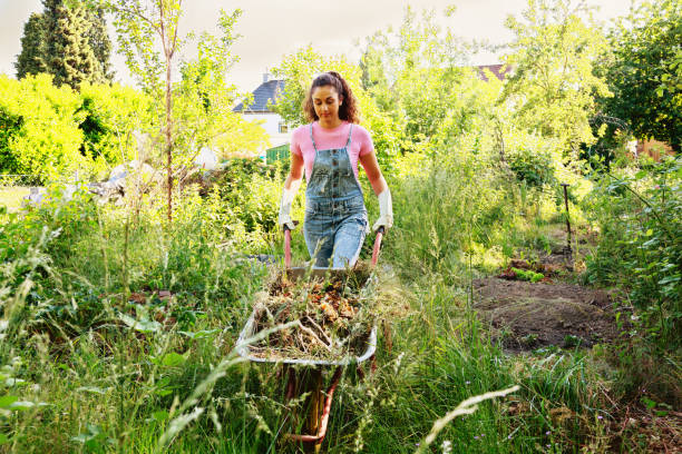 yellow wheelbarrow with abundant purple flowers, in the background a yellow house, a fence and a small tree