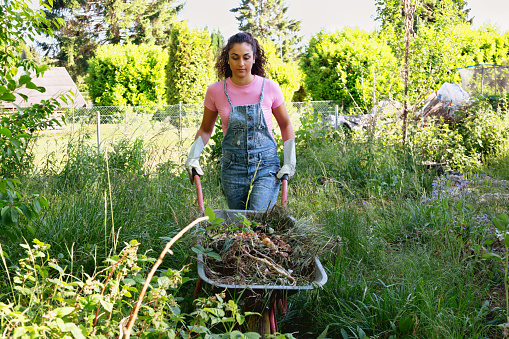 Young hispanic woman, 24 years old, wearing dungarees and a pink shirt,, pushing a wheelbarrow filled with pulled out weeds and remains of vegetables to composter for recycling purposes