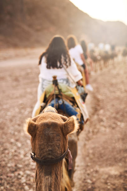 Rearview shot of a group of women riding on camels in a desert