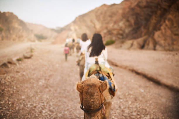 Camels Being Ridden Camels In Line Stock Photos, Pictures & Royalty-Free Images - iStock