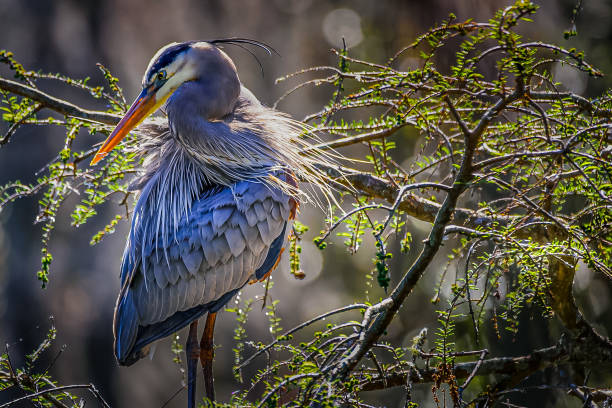Blue Heron Side Profile A beautiful side profile of a Great Blue Heron enjoying a warm summer breeze. heron photos stock pictures, royalty-free photos & images