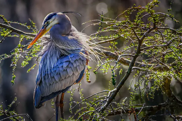 Photo of Blue Heron Side Profile