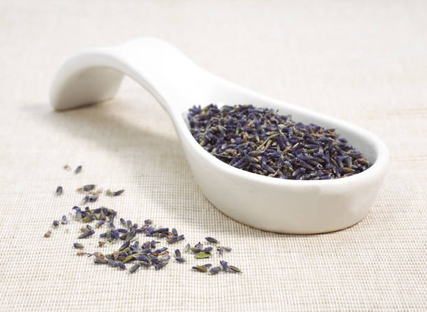istock LAVENDER avandula sp, AROMATIC PLANT 1250316175
