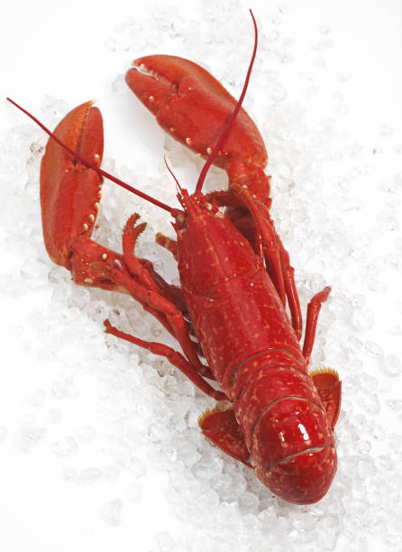 istock BOILED LOBSTER homarus gammarus ON ICE 1250316187