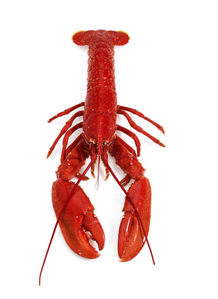 istock BOILED LOBSTER homarus gammarus AGAINST WHITE BACKGROUND 1250316195