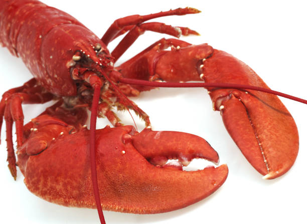 istock BOILED LOBSTER homarus gammarus AGAINST WHITE BACKGROUND 1250316210
