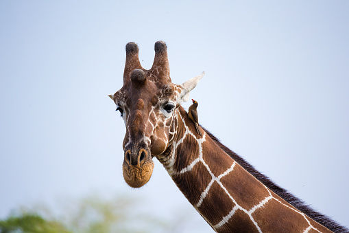 Close-Up Photo of a Tall Giraffe's Face in South Florida in the Fall of 2023