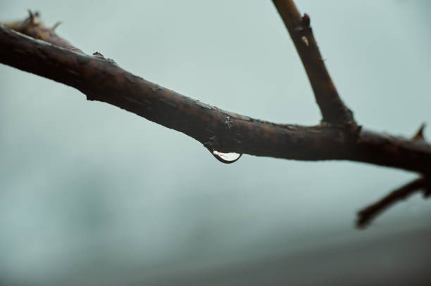 la lluvia cae en las ramas de los árboles. fondo borroso de la naturaleza - fog wet rain tree fotografías e imágenes de stock