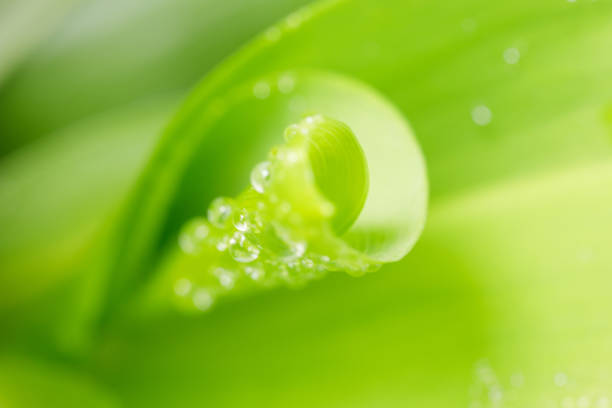istock Blurred natural leaf texture with water drops. A coiled leaf Lily of the valley. Abstract green background for design on the theme of ecology, cleanliness, freshness. Blurred. 1250317635