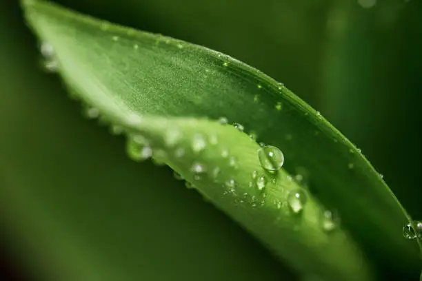 Nature abstract background images. Close-up of a Dewdrop on a fresh juicy Lily of the valley leaf in the early morning for a design on the theme of spring, ecology, freshness.