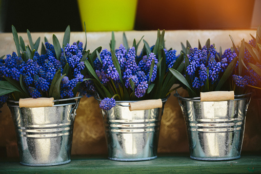 Grape hyacinth Muscari flowers. blue muscari armeniacum flowers on spring garden with natural blurry background, space for text. Sunny meadow. Spring season. Isolated. in