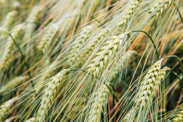 nahaufnahme des getreideplantagenfeldes - wheat whole wheat close up corn on the cob stock-fotos und bilder