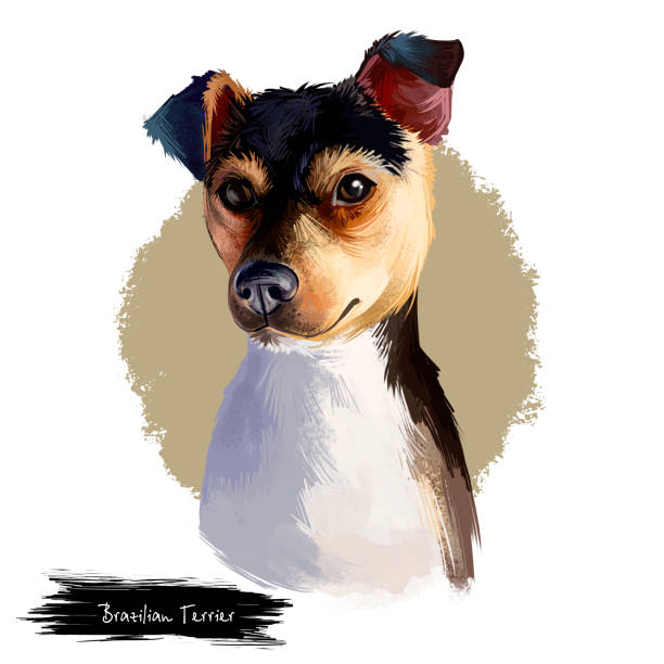 istock Brazilian Terrier dog breed isolated on white background digital art illustration. Fox terrier breed dog developed in Brazil, cute pet hand drawn portrait. Graphic clipart design realistic carnivore. 1250318645