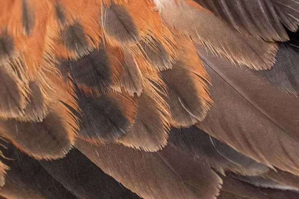 feathers of the bay-winged hawk - harris hawk hawk bird of prey bird imagens e fotografias de stock