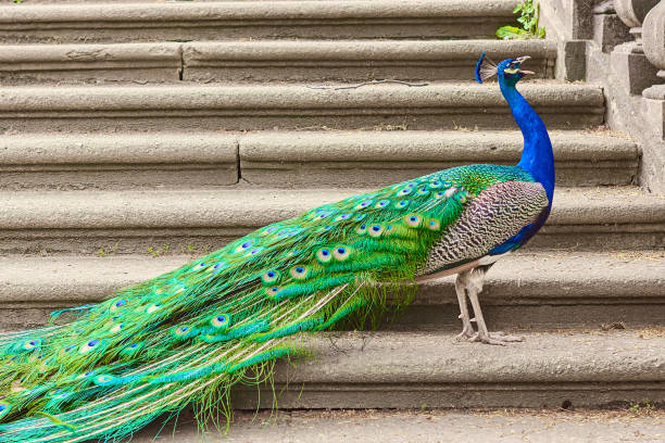 istock Peacock with a long green tail is standing on the stairs in profile 1250320861