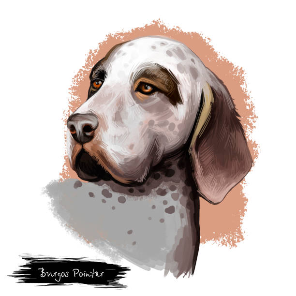 illustrazioni stock, clip art, cartoni animati e icone di tendenza di il cane burgos pointer si riproduce isolato su sfondo bianco illustrazione artistica digitale. razza di cane burgalese pointer originaria della spagna. carino ritratto disegnato a mano da un animale domestico. grafica clipart design animale realistico. - pointer stick illustrations