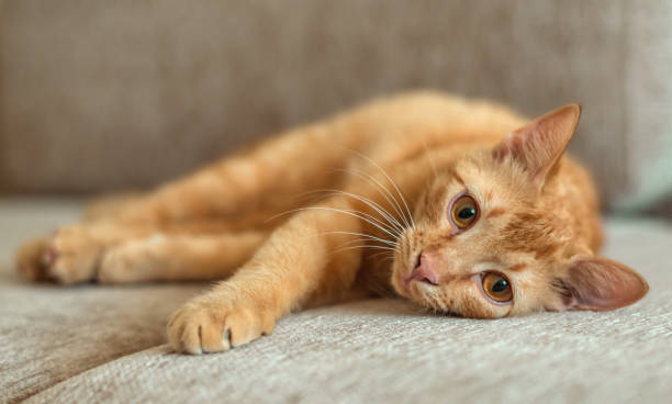 istock Cute ginger tabby cat lies on a sofa in flat, pets concept 1250321182