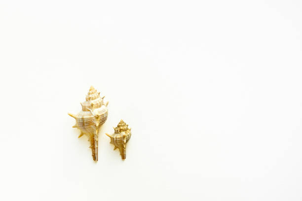 istock seashells on a white background 1250321215