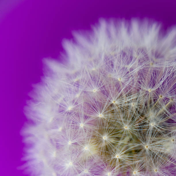 istock dandelion white purple fluff light 1250321218
