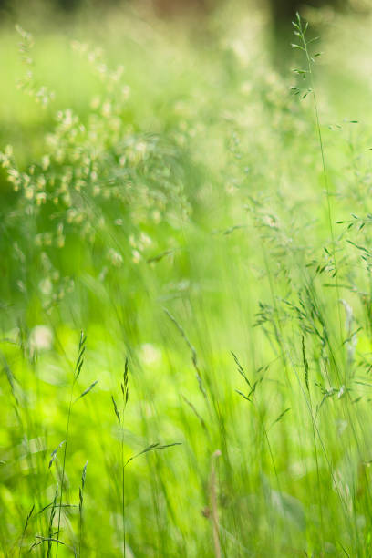 istock green plants summer grass light 1250321247