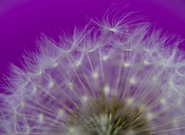 istock dandelion white purple fluff light 1250321275