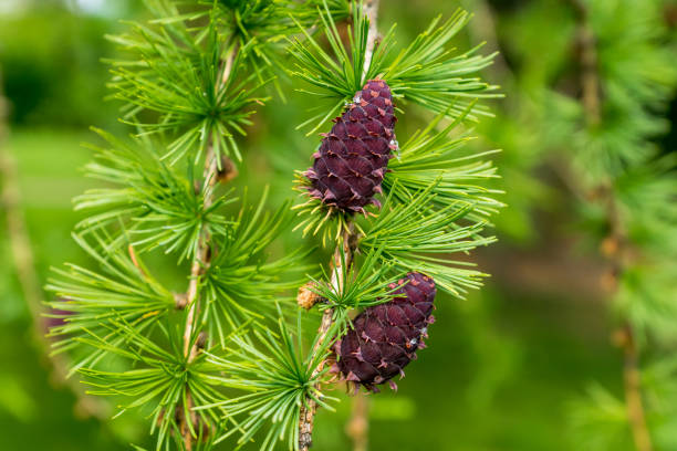 European Larch cones, fruit and branches.