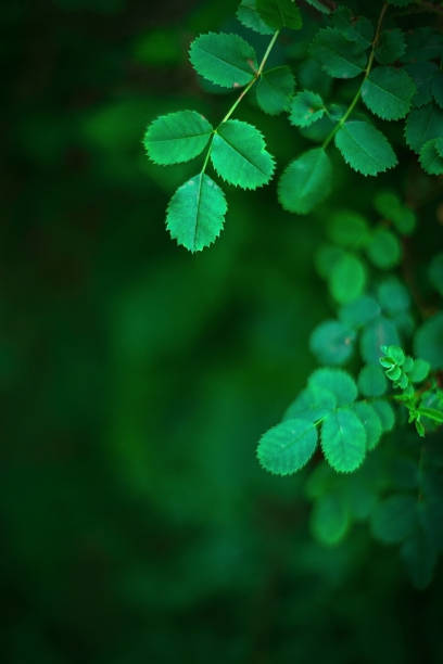 istock bush with roses in the garden 1250321319