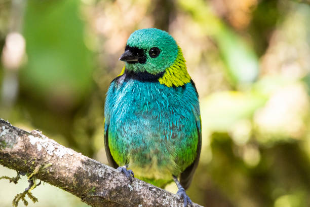 istock Beautiful and colorful tropical bird on green Atlantic Rainforest 1250322006